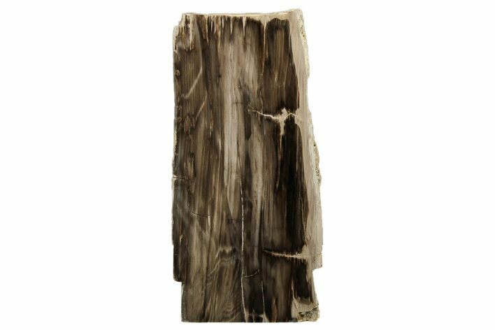 8.4" Polished, Petrified Wood (Metasequoia) Stand Up - Oregon